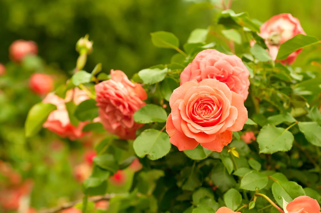 rosiers